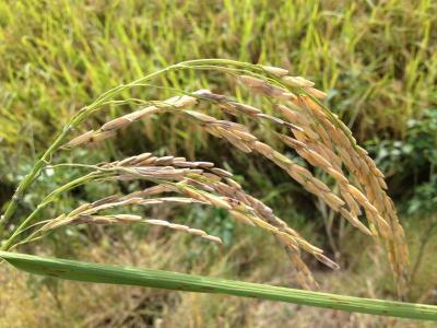 Almost harvest