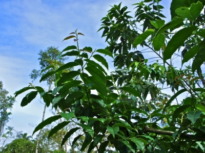 Guayusa tree. Photo: RUNA© 