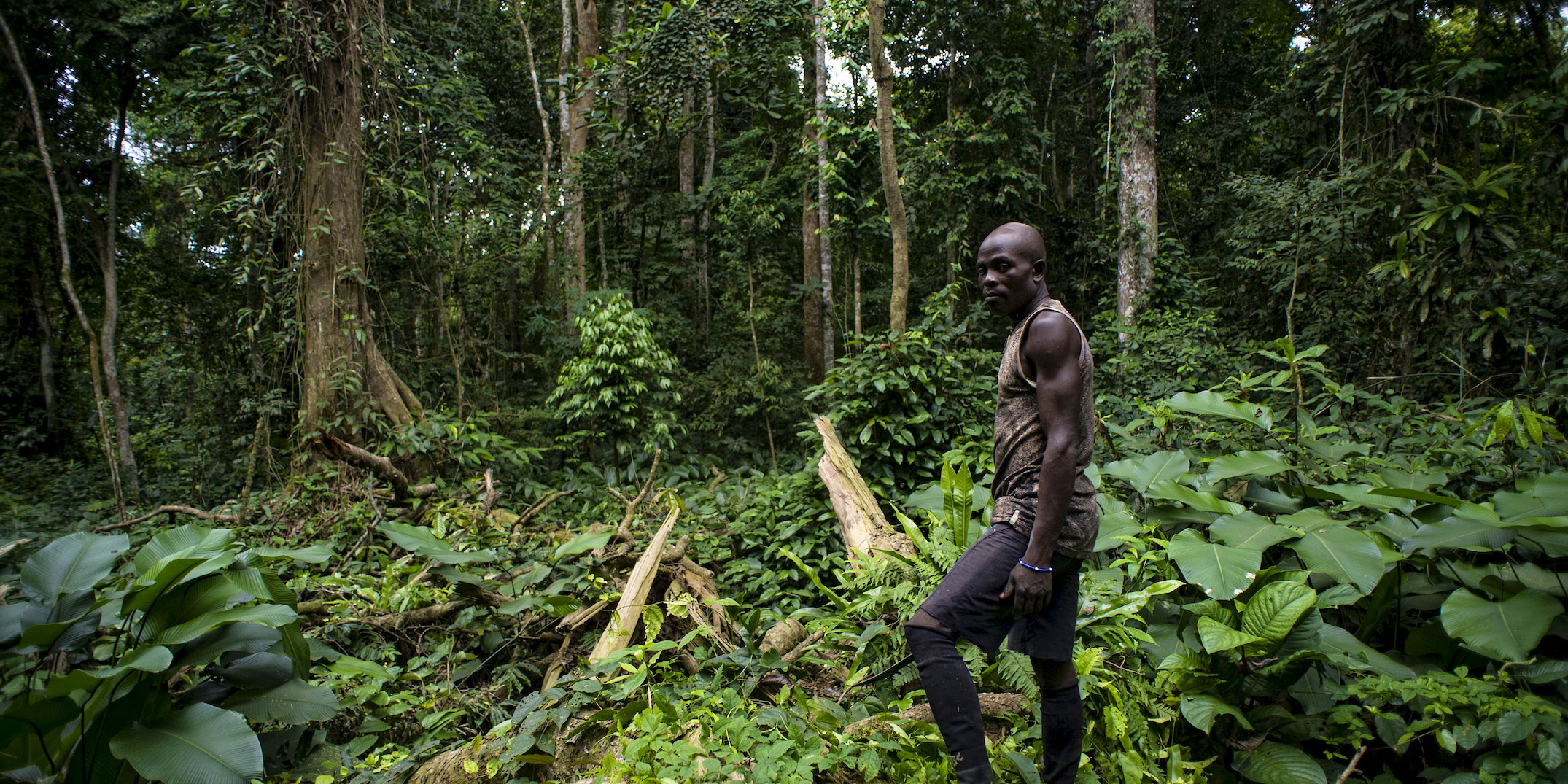 Экспедиция в лес. Тропический лес Камеруна. Камерун природа. Джунгли Камеруна. Заповедник Джа.