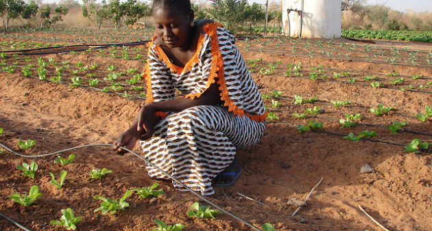 Photo by ICRISAT via Flikr CC BY-NC 2.0
