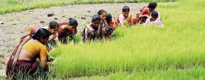 Women in farming and fisheries