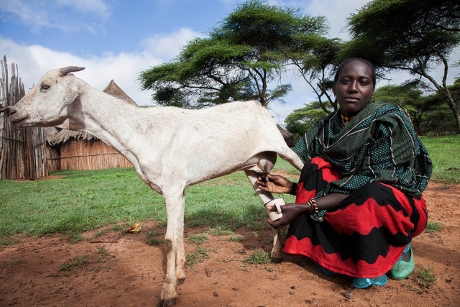 Why does animal health matter? - SIANI Why does animal health matter? - SIANI