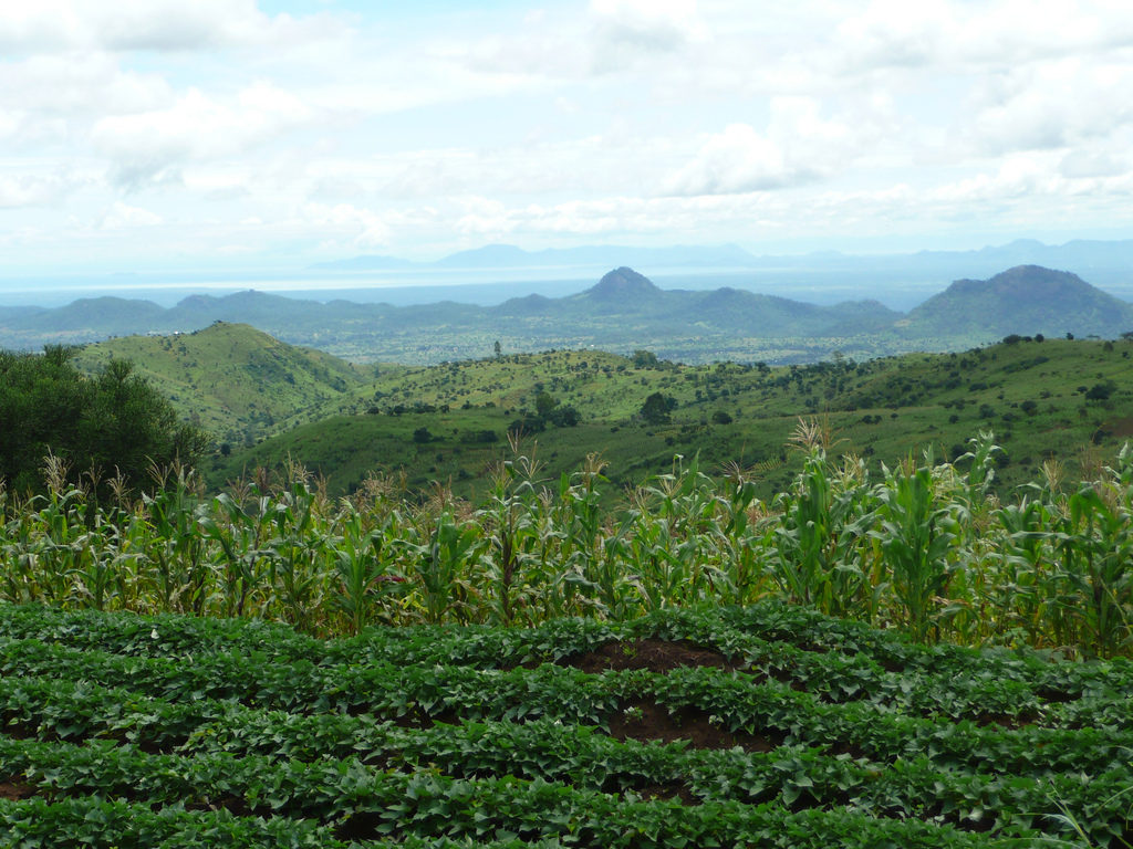 Photo Credit: World Agroforestry Center on Flickr