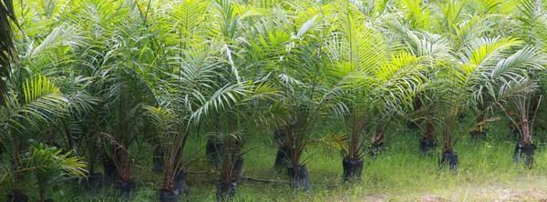 Oilpalm in Borneo - Photo by MontegoBay