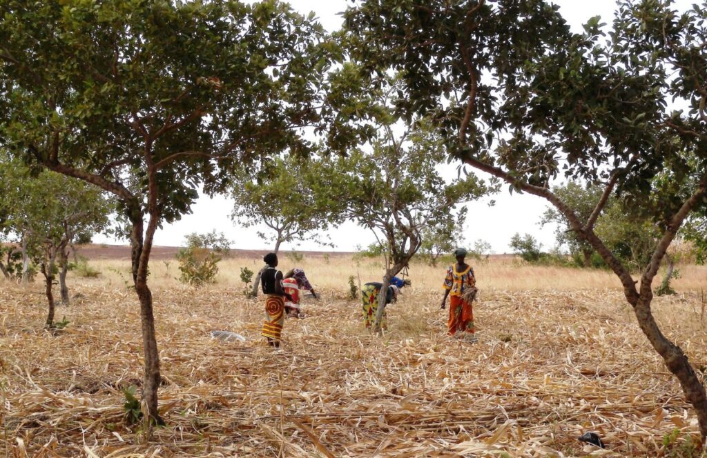 Harvest time in an agroforestry system in Ouahigouya