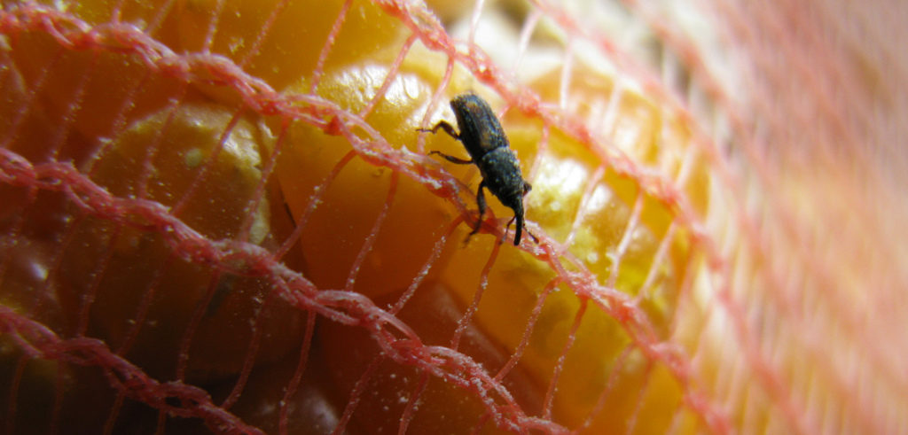 Photo courtesy: CIMMYT via Flickr