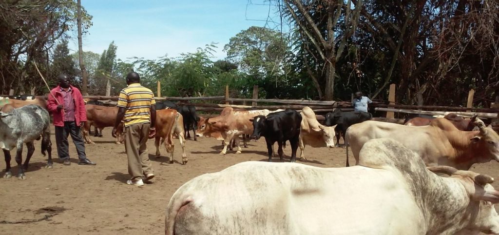 Photo: Deborah Namayi Muricho, Department of Agricultural Economics, and University of Nairobi, Kenya