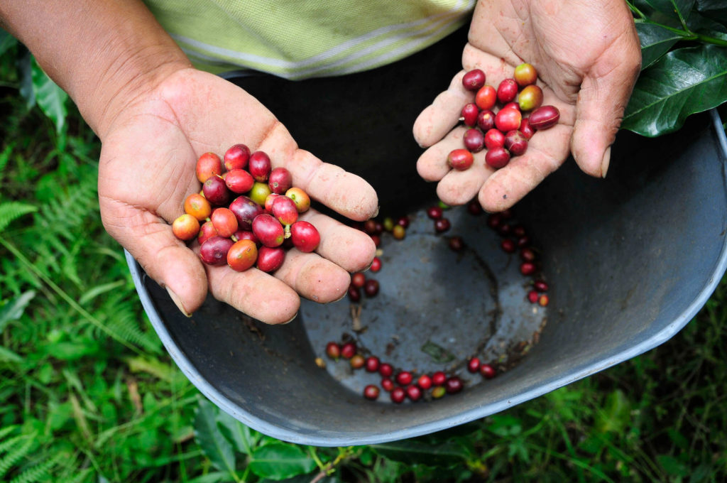 Photo: Neil Palmer (CIAT) / Wikimedia Commons