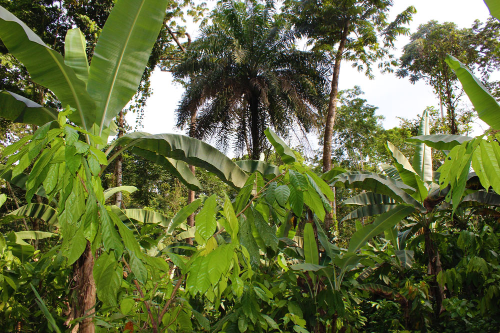 Agroforestry in Nigeria.