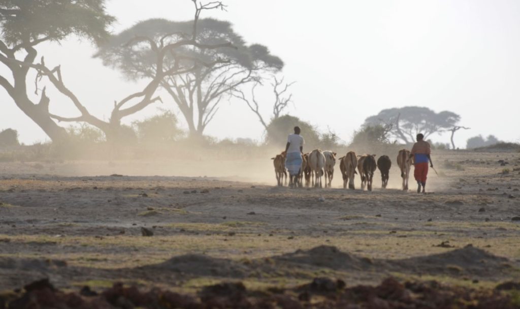Pastoralists looking after their cattle.
