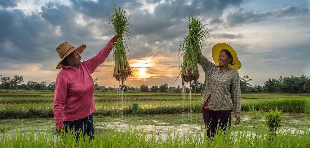 Women farmers on Thailand land planting paddy rice.