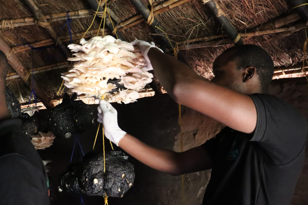 Mpofu Taddias Prince, one of the co-founders of Hallmark Bio-Enterprise, harvesting mushrooms.