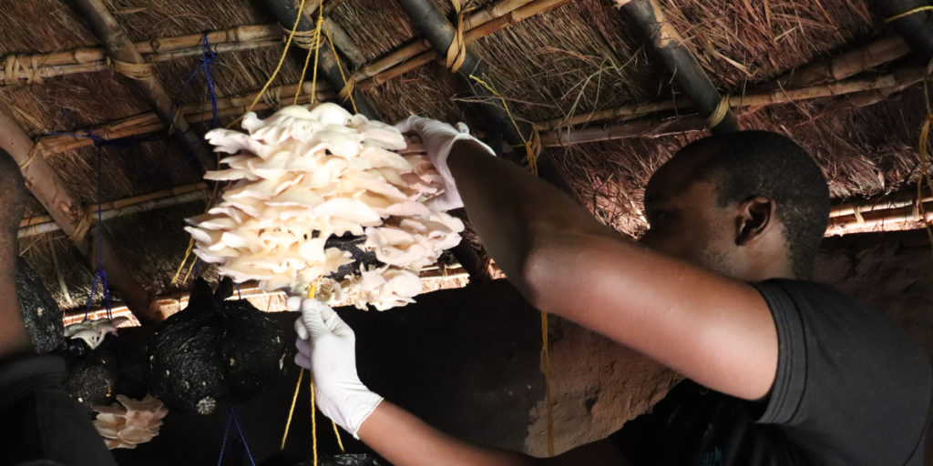 Mpofu Taddias Prince, one of the co-founders of Hallmark Bio-Enterprise, harvesting mushrooms.