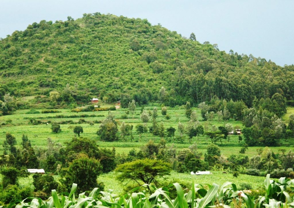 Agroforestry was one of the practices found to positively affect maize yields as well as being perceived effective among farmers. However, agroforestry is also labour-intensive. Photo by Ylva Nyberg