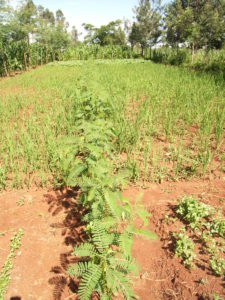 Agroforestry was one of the practices found to positively affect maize yields as well as being perceived effective among farmers. However, agroforestry is also labour-intensive. Photo by Ylva Nyberg