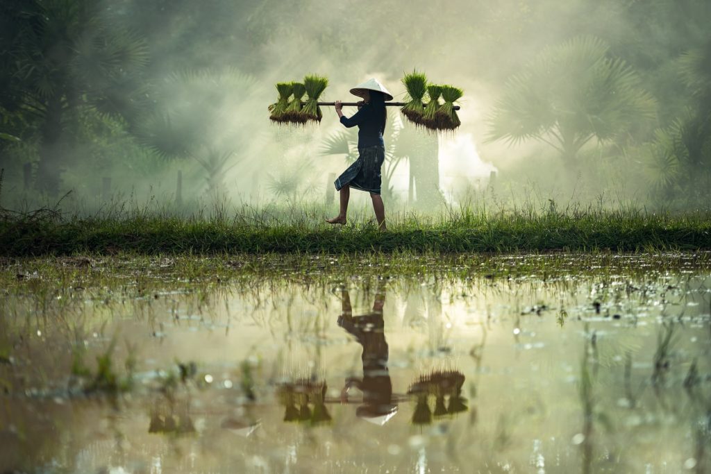 https://pixabay.com/photos/harvesting-myanmar-burma-rice-crust-1822493/