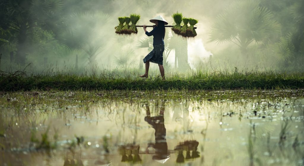 https://pixabay.com/photos/harvesting-myanmar-burma-rice-crust-1822493/