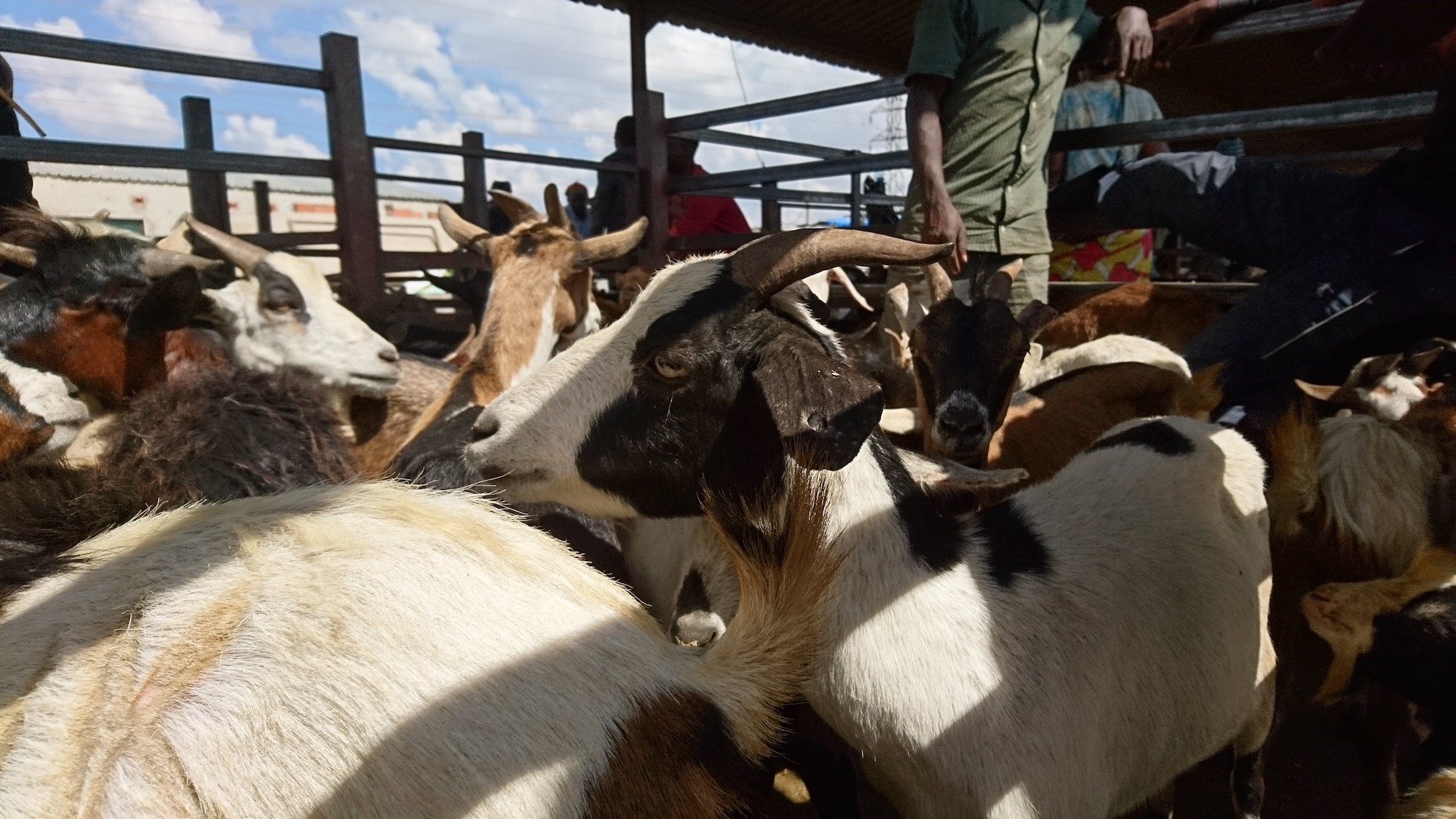 Factors Enabling Sustainable Goat Production in Zambia SIANI