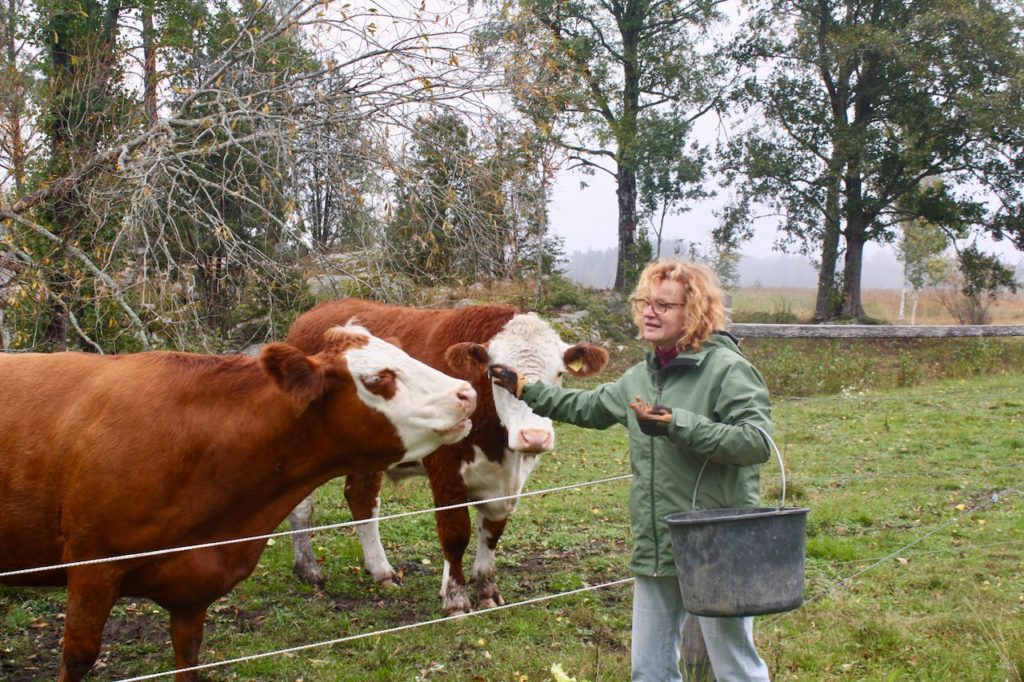 Ann-Helen petting Bruna and Bosse on their grazing land