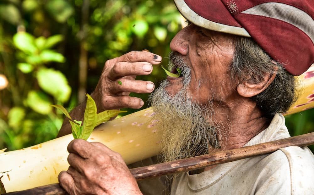 Apai Janggut showing that Sirih leaves can be used as food.