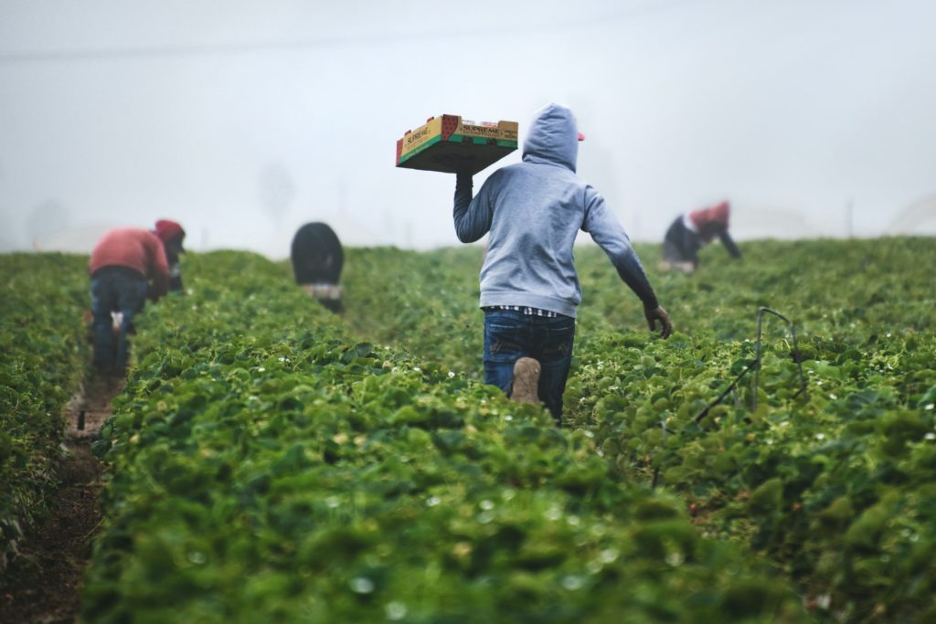 Young farmers