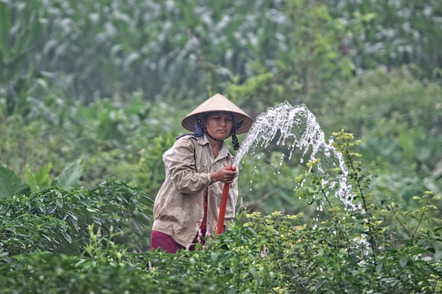 Woman watering fields in Vietnam