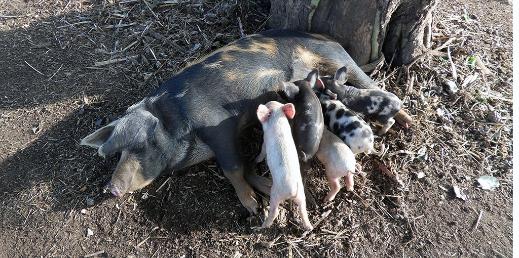 Sow with cults