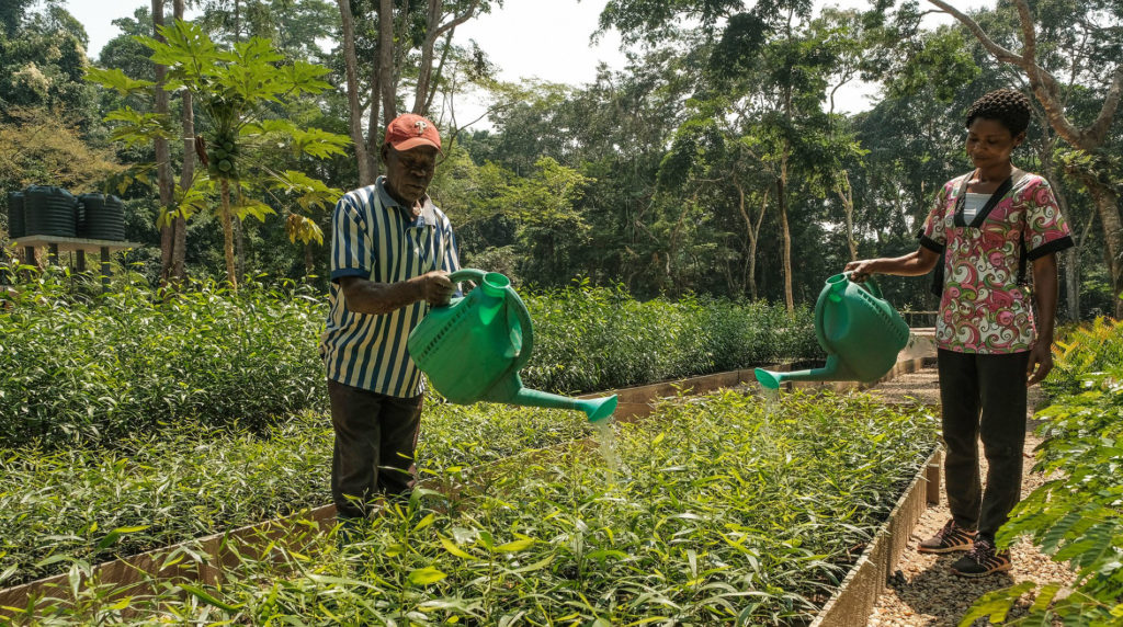 Plant nursery in Yangambi, DRC.  Photo by Axel Fassio/CIFOR