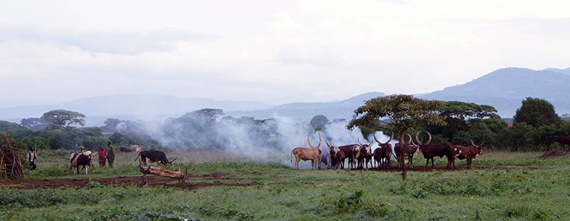 Livestock in Uganda. Photo.