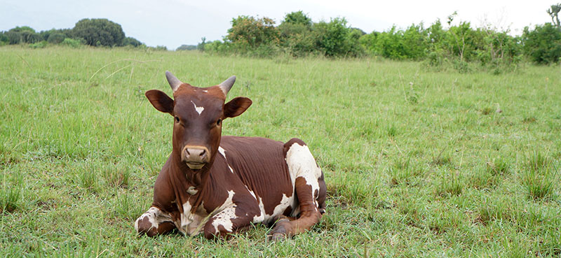 Calf in Uganda. Photo.