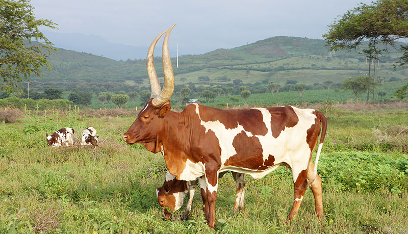 Cow and calf in Uganda.