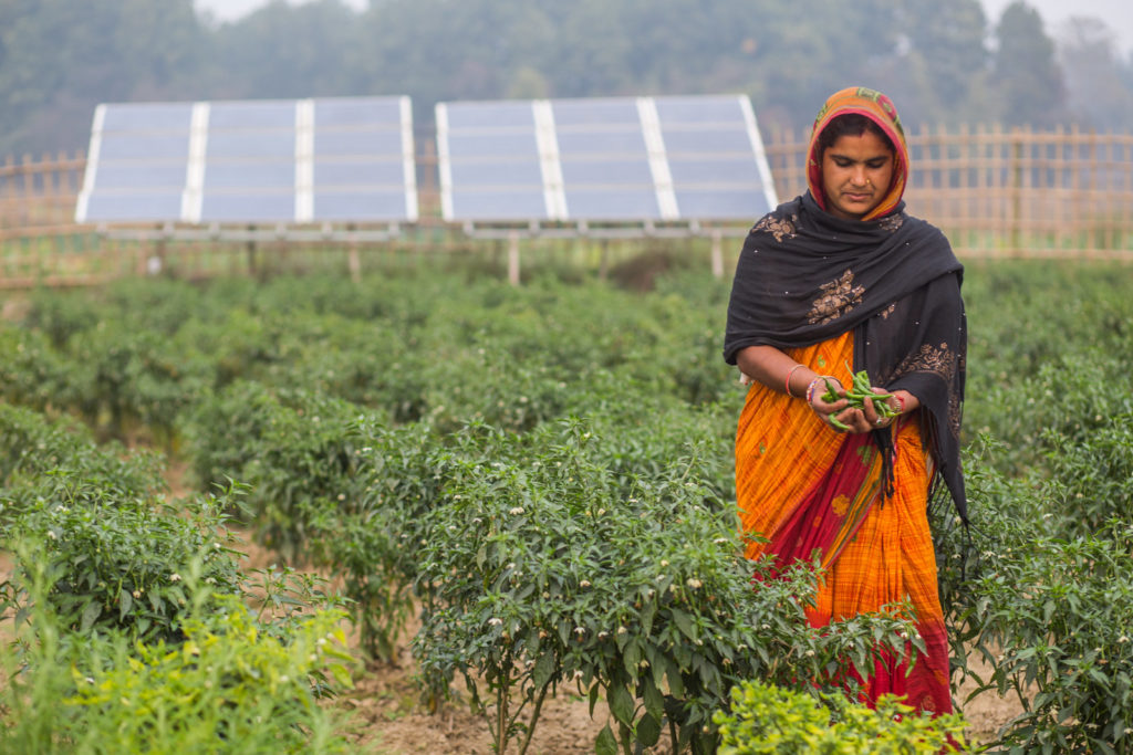 Vegetable farmer