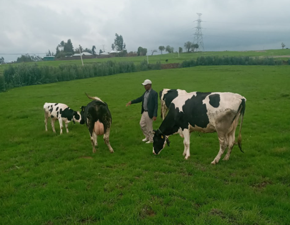 The shift from less milk-producing cow breeds to improved breeds in ...