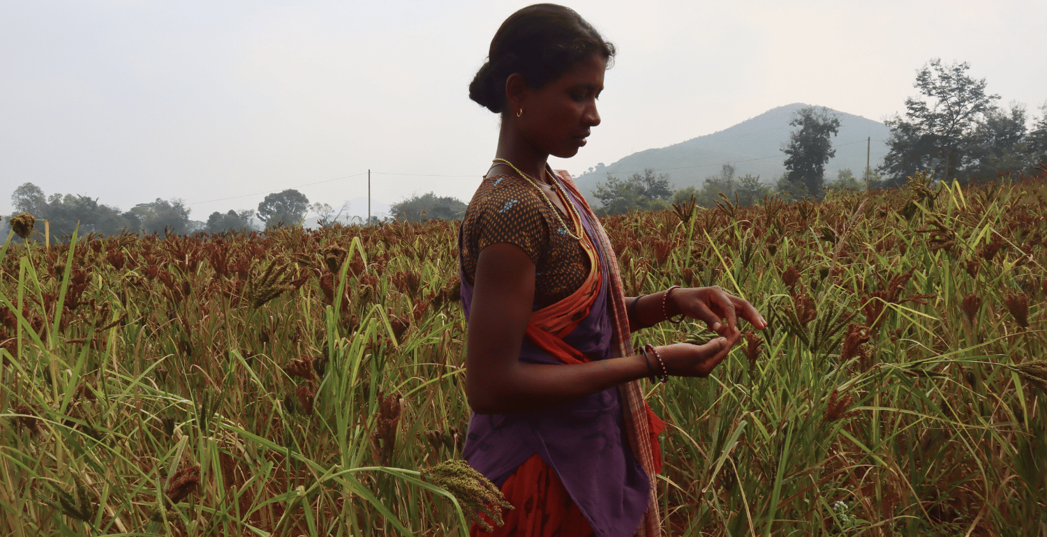 Women farmers keep alive the cultivation of millet in India SIANI