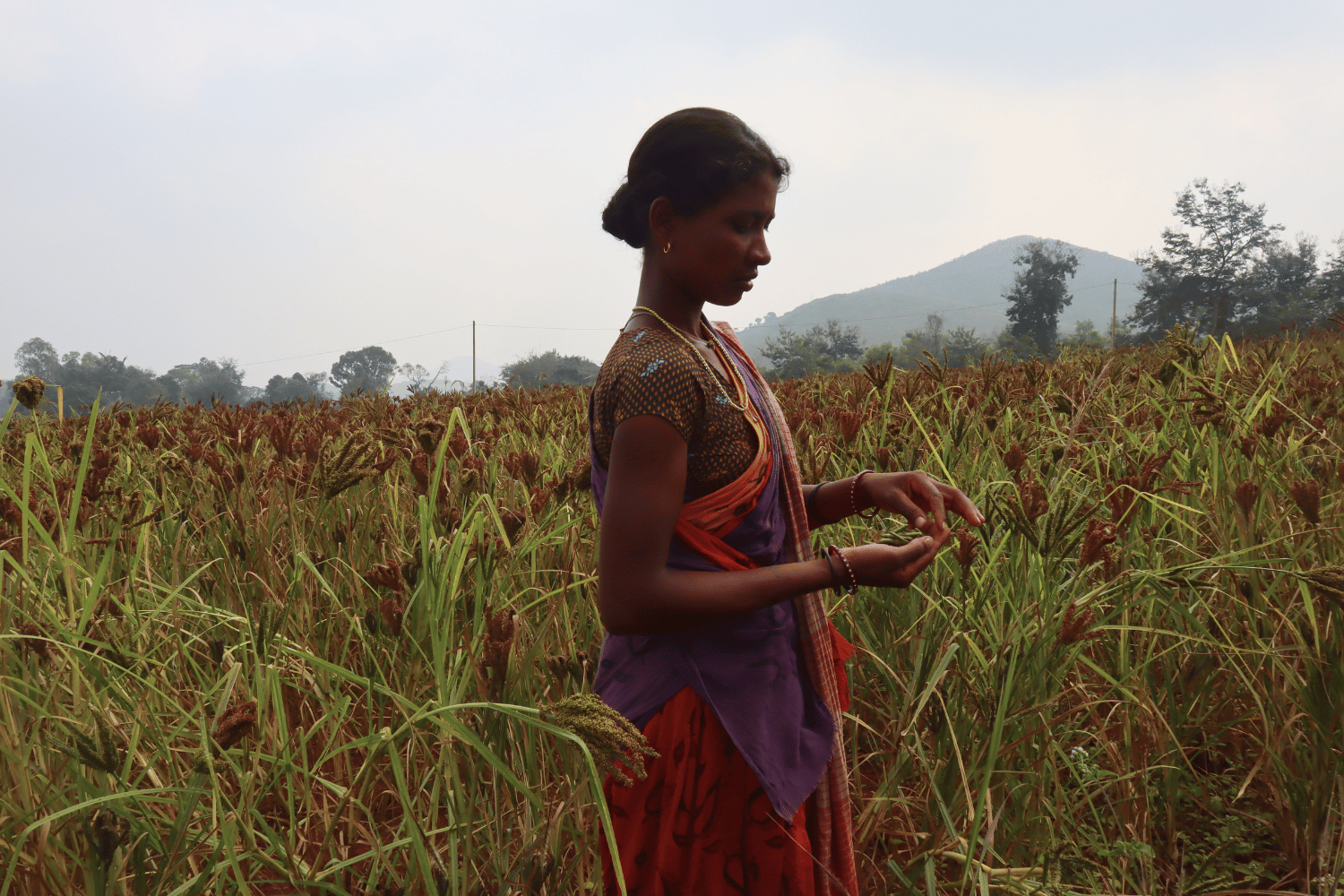 Women farmers keep alive the cultivation of millet in India - SIANI