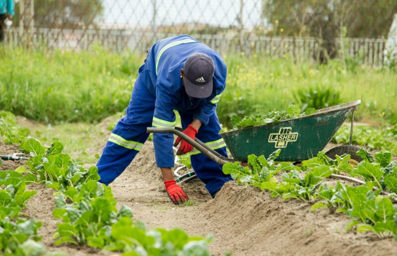 Farmer South Africa