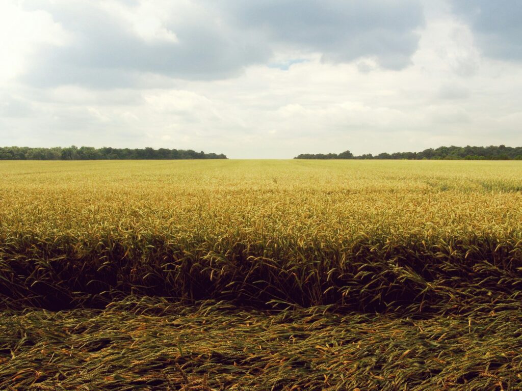 Wheat field