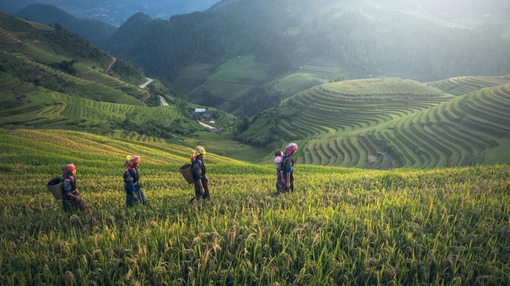 Four women with baskets on their backs walking across rice fields in Vietnam