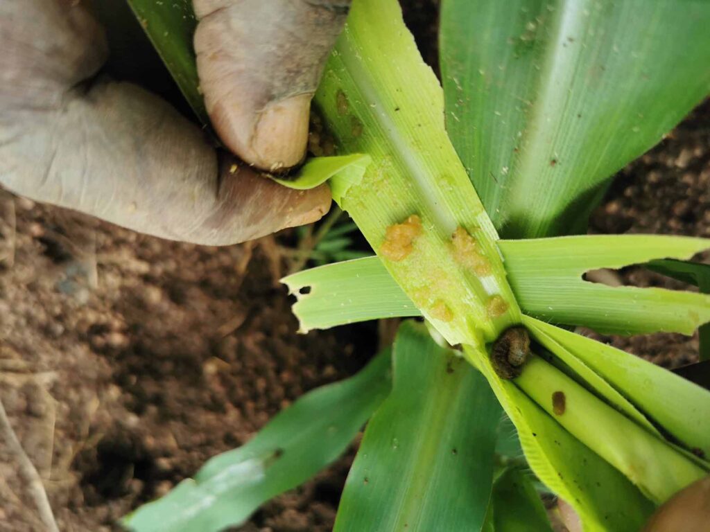 Crop pest