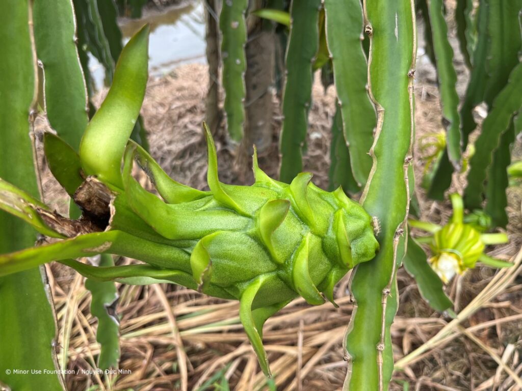 Dragon fruit