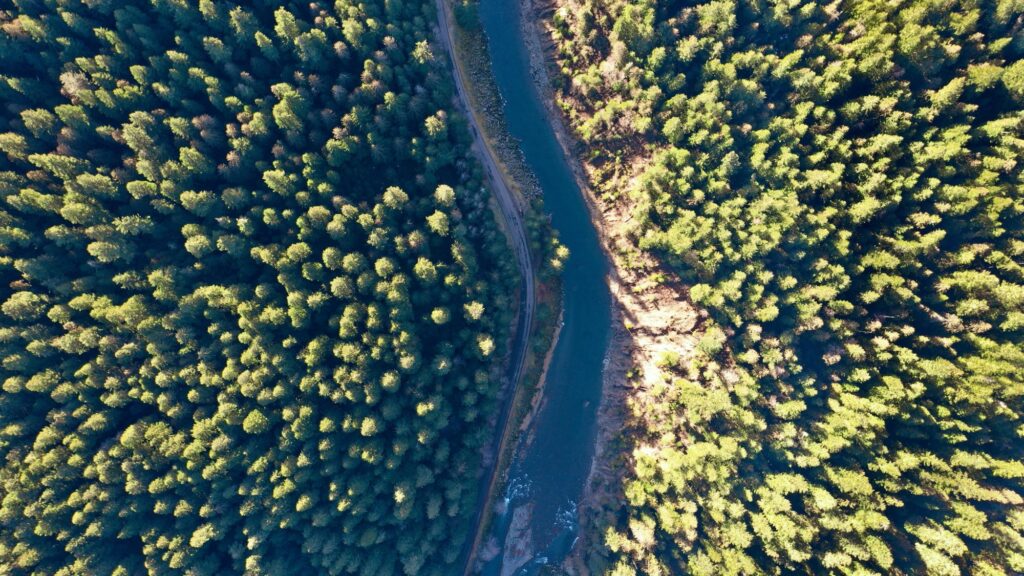 Aerial shot of a dense forest with a river flanked by narrow sandy shores flowing in the middle