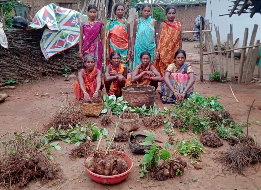 Tuber growers in India.