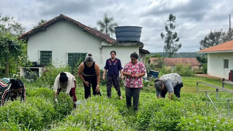 Community harvest of medicinal plants. Photo: COOPLANTAS
