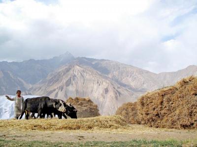 A boy grazing cattle in Pamir Mountains. Photo courtesy of Jamila Haider.