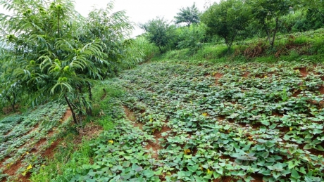Agroforestry with Chestnut trees and potatoes on contours on sloping land in Suan County. Photo by Bo Lager.