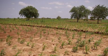 Combined agricultural techniques in Burkina Faso: zaï and stone lines. Photo credit: Hanna Sinare